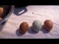 Cleaning Eggs Explained