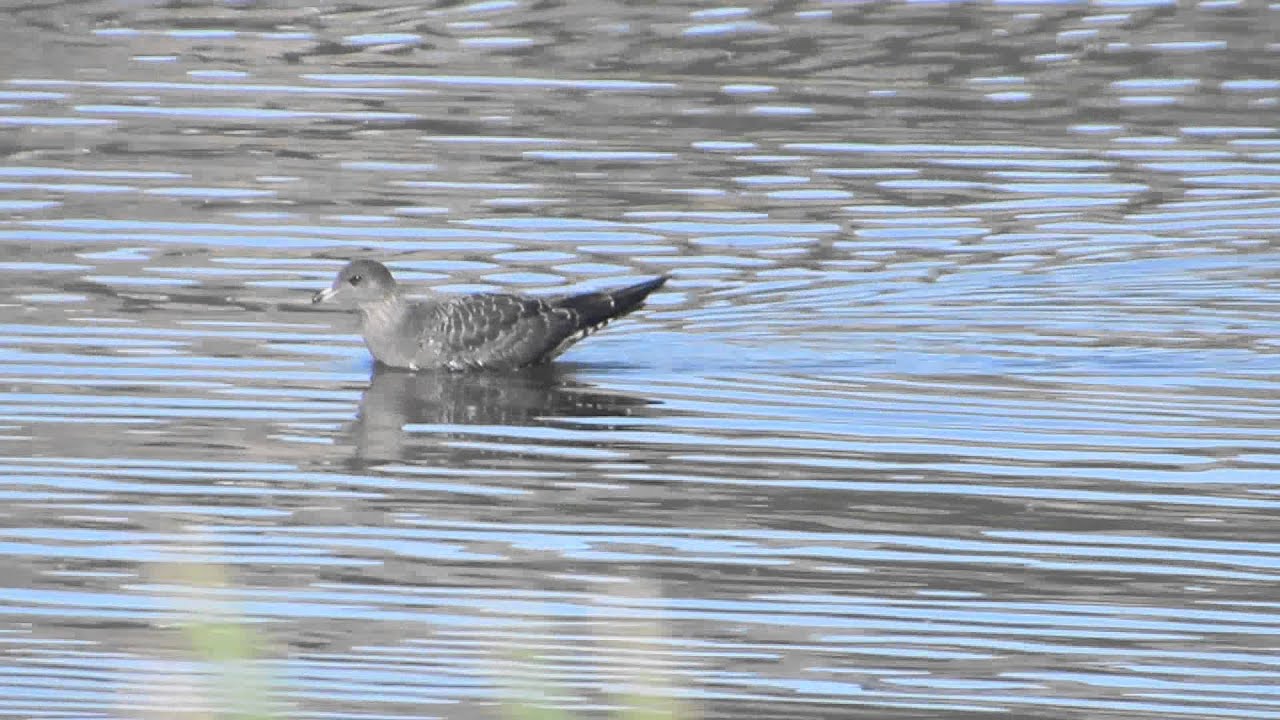 Long-tailed Jaeger - Lake Ewana, Klamath Falls, OR 8-31-14 