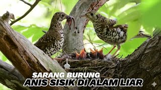 Sarang burung anis sisik di alam liar (hunting burung di alam liar)