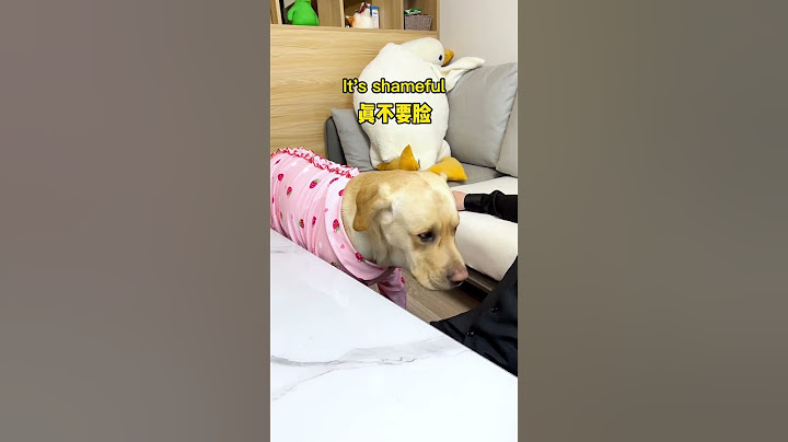 It turns out that this dog will also be shy