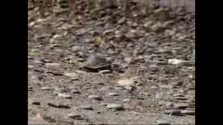 Spiny softshell turtle hatchling release
