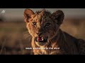 Born Weak… Destined to Be King | Emotional Lion Cub Story 🦁