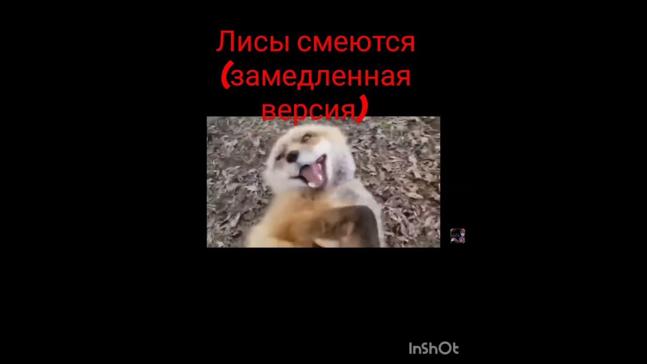 #лис#мем#смех - YouTube