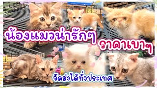แมวน่ารักๆ หลายสายพันธุ์ ราคาเบาๆ จัดส่งได้ทั่วประเทศ ร้านBanglee Cat Home จตุจักร มีนบุรี