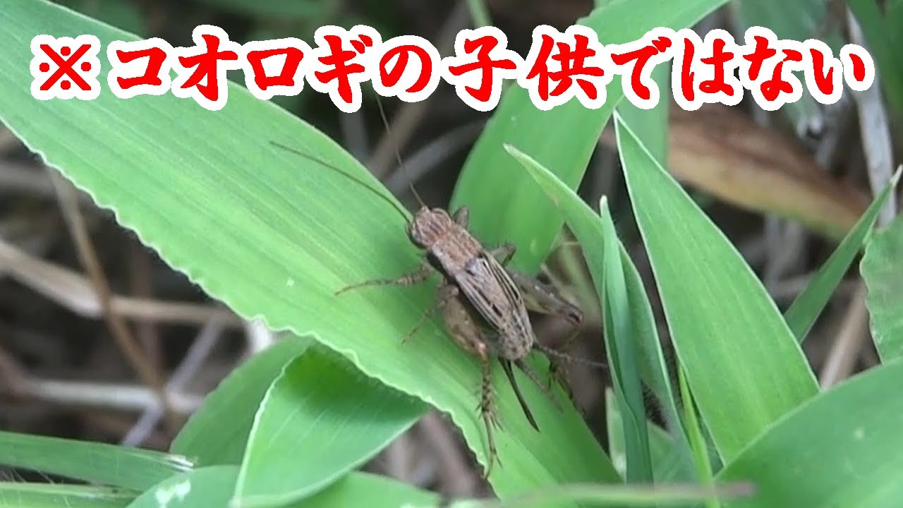 芝生で跳ねるこの虫 コオロギの子供ではありません Youtube