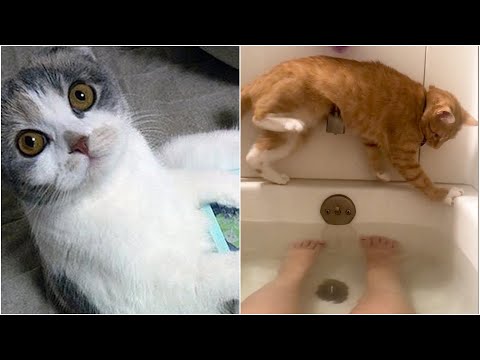 Cats that will make you LAUGH all day! | Best Viral Cat Fail Videos