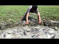 Easy Find &amp; Catfish in Dry Season - Catfish Under Grass in Dry Season By Technique Skills Fisherman