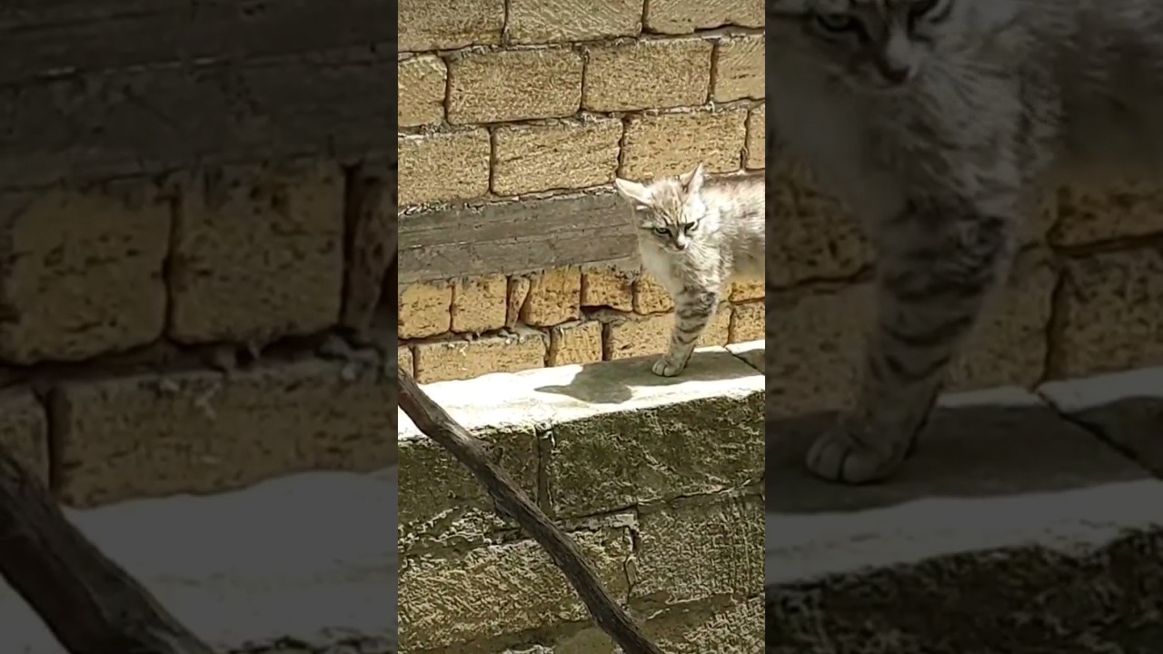 В такую жару я начинаю подозревать, что я не просто потею, я - таю ...