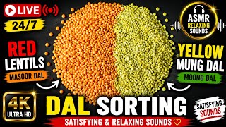 LIVE 🔴 Mung Dal & Masoor Dal Sorting | Oddly Satisfying ASMR | Relaxing Sounds