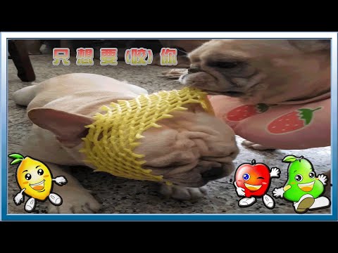 《簽收我的心 All I Want is You》《鼓鼓 呂思緯》療癒毛小孩音樂分享 「只想要你」♩♪♫♬
