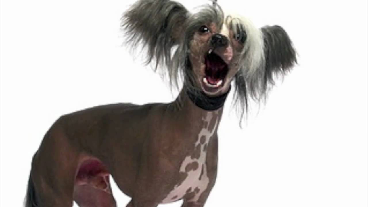 NPR Video, Hairy Dogs & The Federal Budget: EXPLAINED!