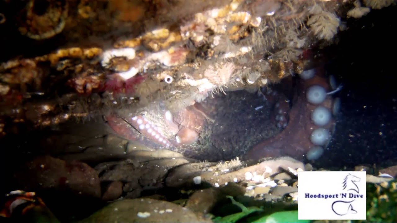 Octopus Hole 9282014 scuba dive YouTube