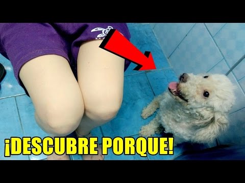 ¿Tu perro te sigue hasta en el baño? ¡Esto es lo que quiere decirte!