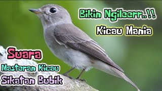 BIKIN NGILEERRR..!! Suara Masteran Kicau Burung SIKATAN BUBIK || Buat Masteran Burung - Burung Kecil