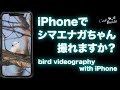 i Phoneで野鳥撮影やってみた！シマエナガちゃんは撮れるのか！？