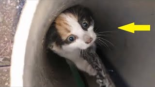 OMG A Man Rescued A Kitten Trapped In A Dark Pipe