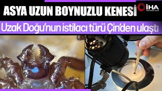 Download Lagu Türkiye’de Yeni Kene Türü ! Hastalık Taşıma Riski Var mı ? MP3 Download Lagu Türkiye’de Yeni Kene Türü ! Hastalık Taşıma Riski Var mı ? MP3
