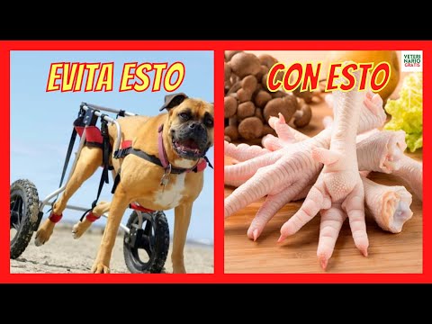 Video: ¿Se le puede dar a un perro glucosamina hecha para las personas?