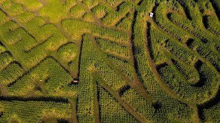3 Portland Corn Mazes to Lose Yourself In This Fall | Portland Monthly