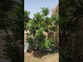التين الأسباني الأسود التين الأسباني الأسود
