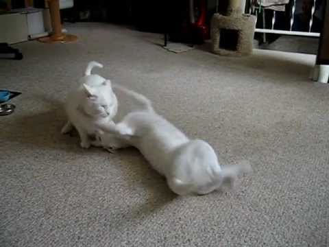 catnip oil Jupey and Kona Battle it Out!