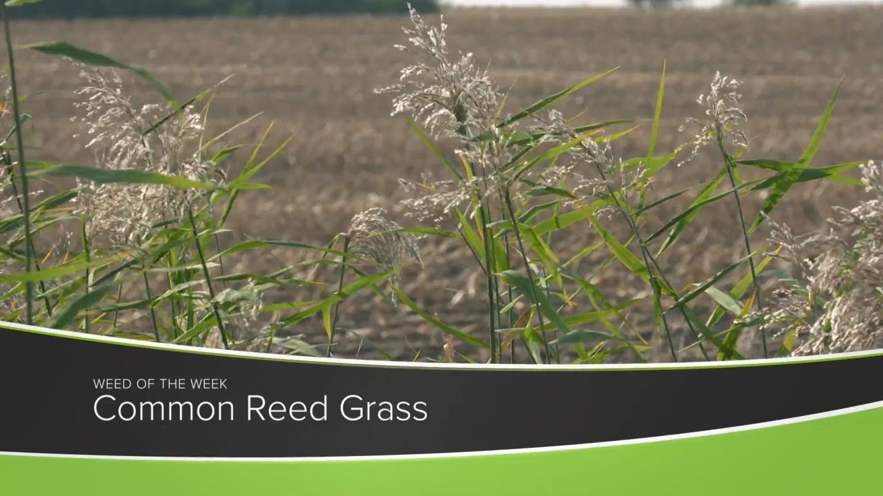 Weed of the Week 1174 Common Reed Grass (Air Date 10420) YouTube
