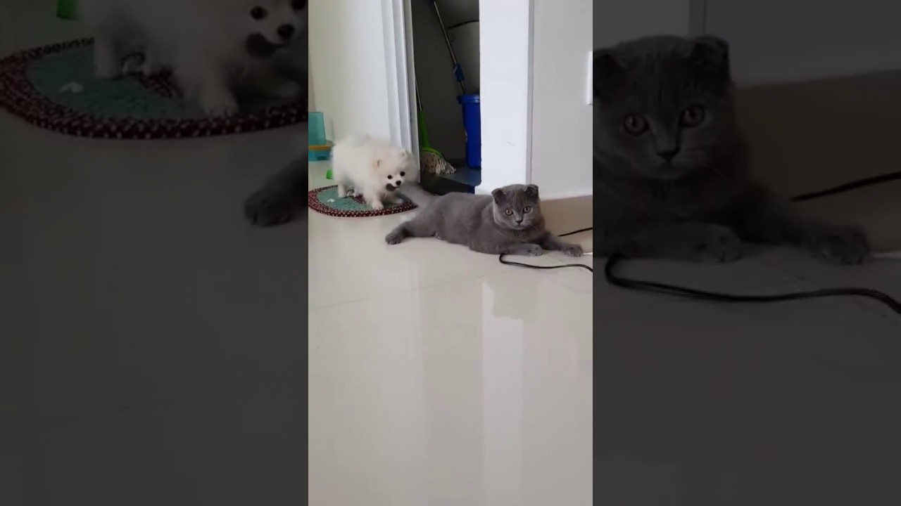 猫がしっぽを犬に引っ張られて Youtube