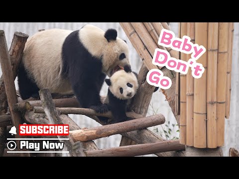 パンダちゃんママさま Even Panda Mom Can't Resist A Bite Of Soft And Cute Panda Baby
