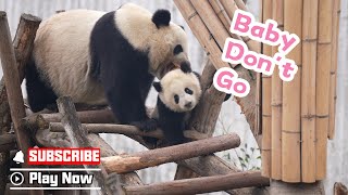 Even Panda Mom Can’t Resist A Bite Of Soft And Cute Panda Baby | iPanda screenshot 4