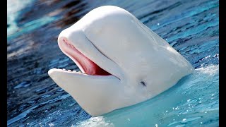 Beluga Whale Sounds