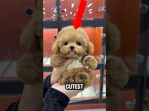 TOP 5 CUTEST PUPPIES IN THE WORLD THAT WILL MELT YOUR HEART FOREVER ๐ถ๐