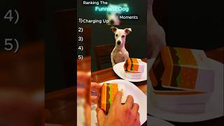 Ranking Funniest Dog Moments 😂