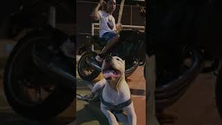 - Din Din Din Din Video Clip Oficial