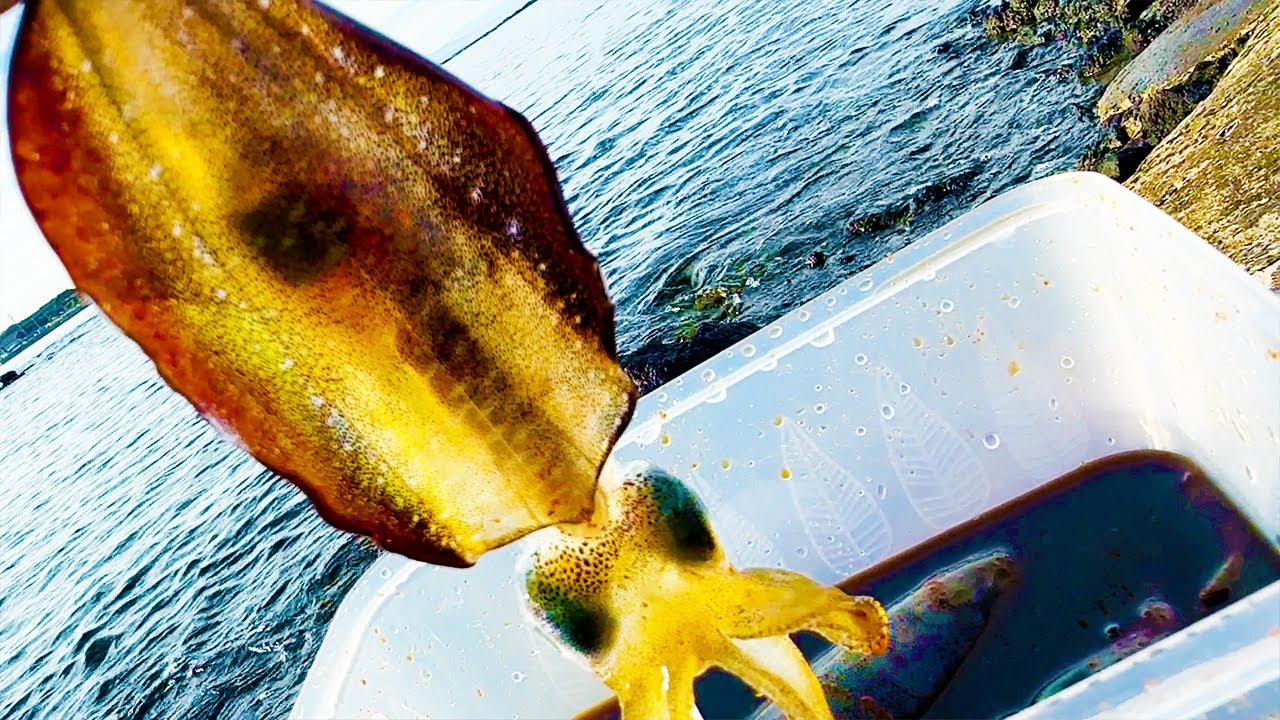 イカを生きたまま漬け込む一夜干し