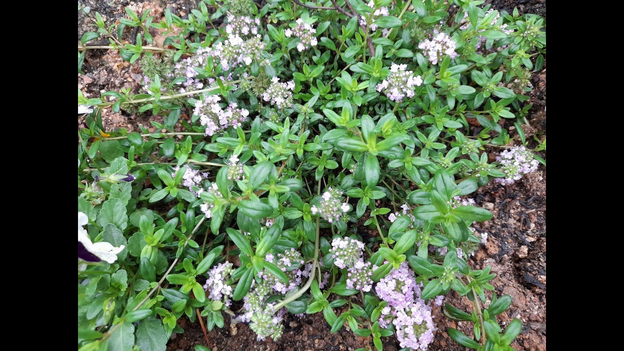 백리향을 꺽꽂이한지 18일만에 이쁜 꽃이피었어요~^^