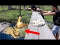 Feeding Massive Crocodiles at Primitive Predators! | Tyler Nolan