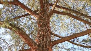 Looking Up At Trees No. 6 Deodar Cedar Cedrus Deodara