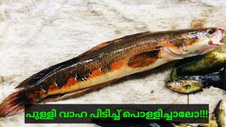 sneak head fishing and Kerala traditional cooking..(Malayalam)