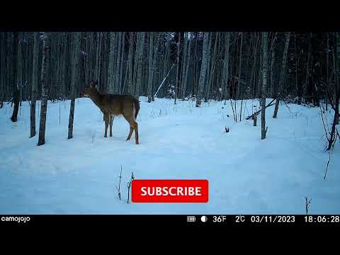 Trail Tales: Stories of Wildlife Caught on Camera