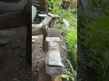 pisau sadap#shortvideo #fypシ゚viral #craftsmanship #viralvideo #oddlysatisfying