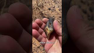 捡到这种石头还要上班吗？#石头 #奇石 #石来运转 #矿石 #涨知识