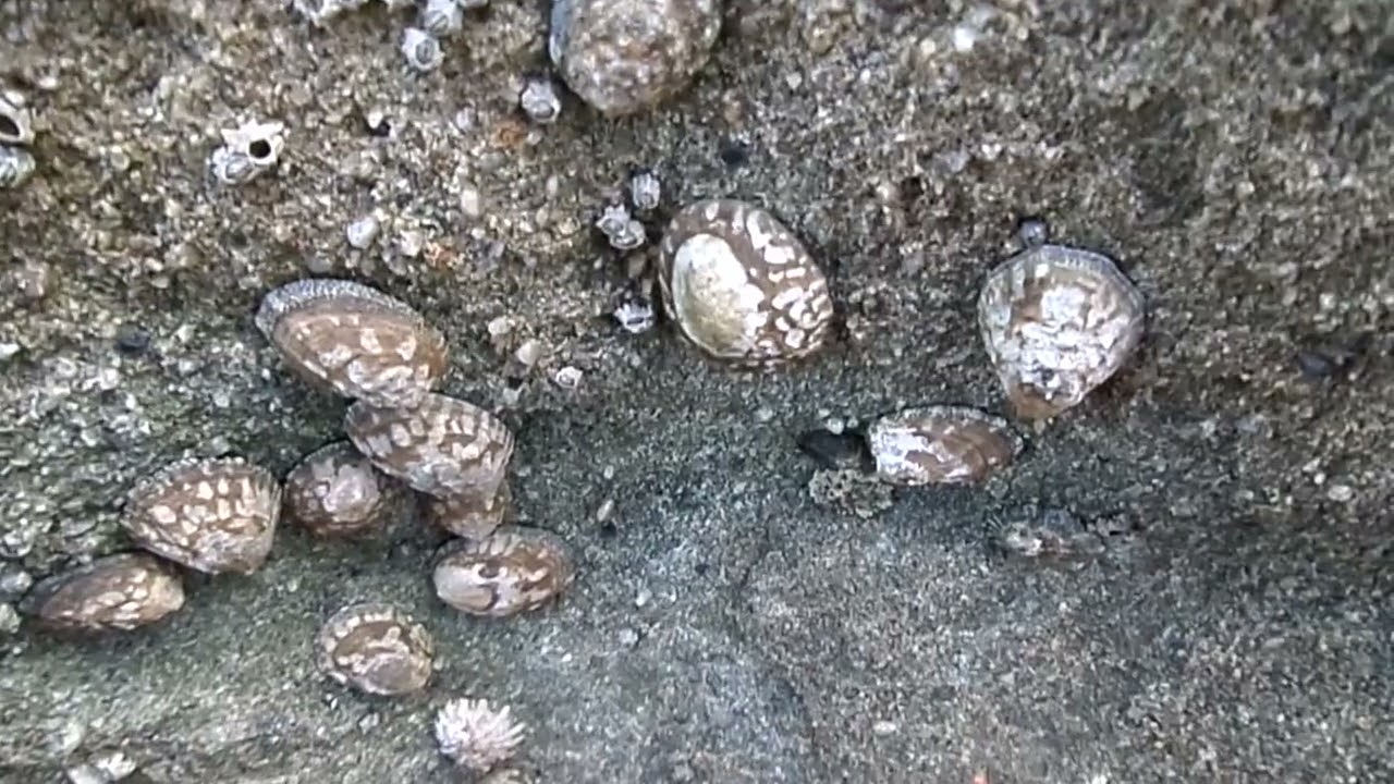 Limpets in the Intertidal Zone, California