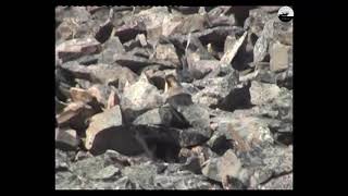 Черношапочный сурок (сахалыы Таарбаҕан) // Black-capped groundhog (In Yakut Taarbagan)