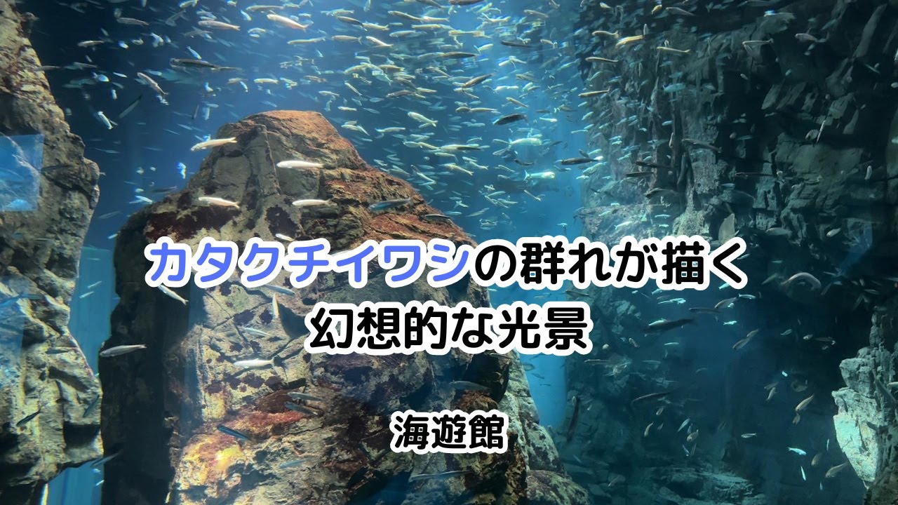 海遊館】カタクチイワシの群れが描く幻想的な海の中の光景 / Fantastic