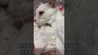 Look at this poor cat hit by people 😢 #youtube #foodblog #cat #kitten #catworld