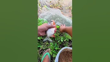 Câu cá mùa nước lũ phần 1 #fishing #cuoccauca #longphaquế #caucathugian