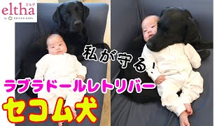 かわいい赤ちゃん いぬ 我が家のセコムに 赤ちゃんをじっと見守る黒ラブ犬 頼もしさと可愛らしさに反響 Youtube