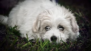 Movie Night with a Bichon Frise: The Perfect Dog for Movie Buffs