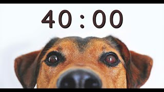 40 Minute Timer for School and Homework  Dog Bark Alarm Sound