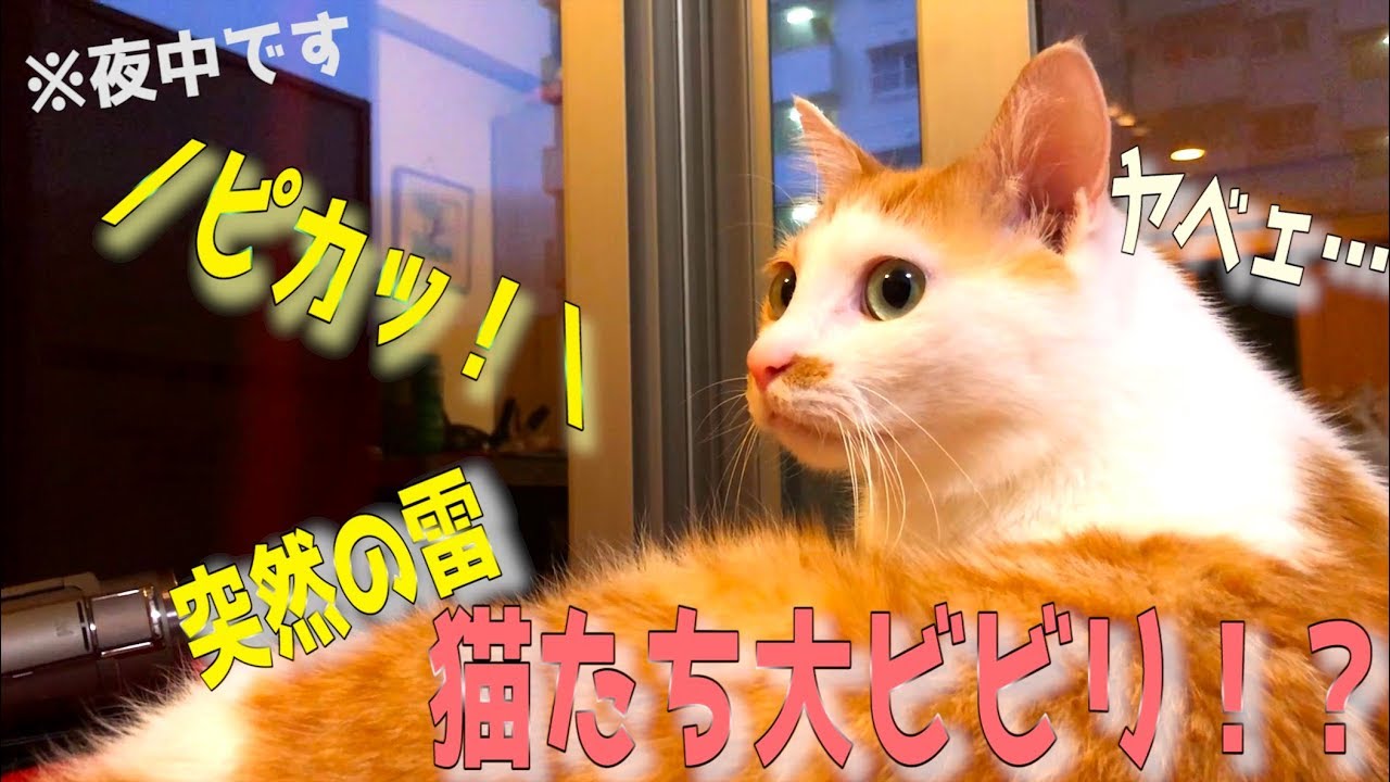 The cats get frightened by the sudden thunderclap!? An unexpected